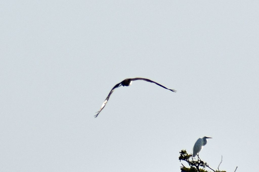 rapace id.: Falco pescatore (Pandion haliaetus)